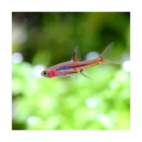 楽天市場 観賞魚 人気ランキング1位 売れ筋商品 楽天市場 観賞魚 人気ランキング1位 売れ筋商品